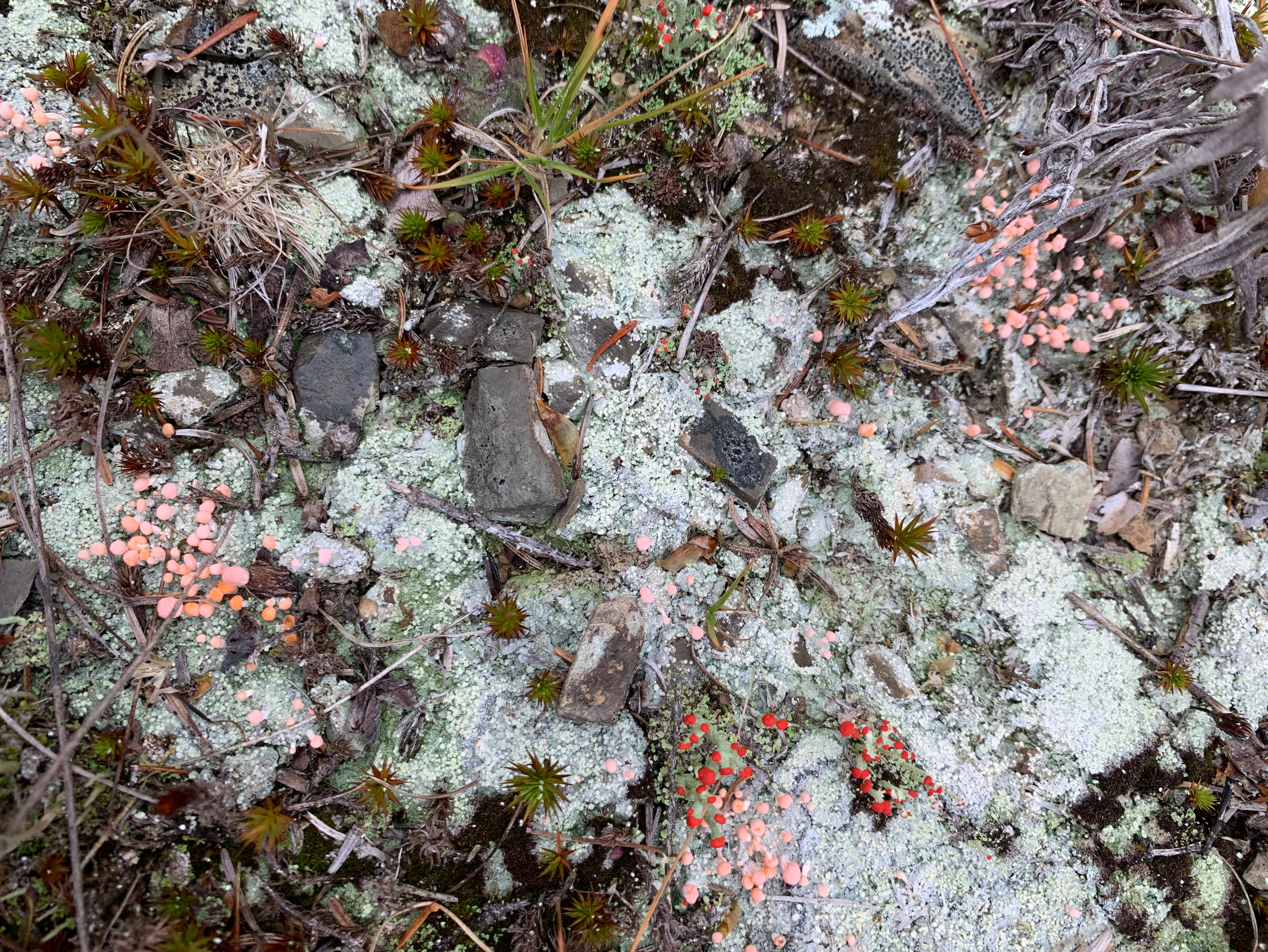 unknown-lichen.jpg
